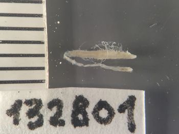 Media type: image;   Invertebrate Zoology 132801 Description: Digital photograph of preserved specimen.;